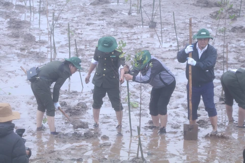 RoK-funded mangrove restoration project launched in Ninh Binh