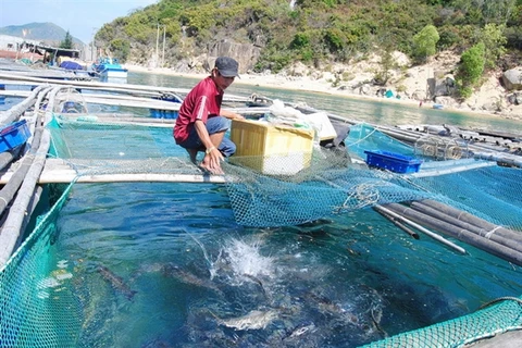 Vietnam’s marine aquaculture needs to go modern: conference