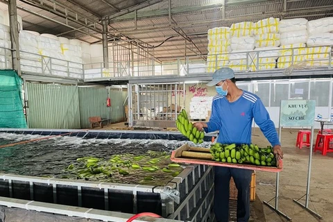 Dong Nai province to export over 500,000 tonnes of fresh bananas in 2023