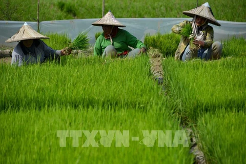 Indonesia announces e-Agriculture National Strategy