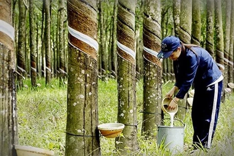Thailand approves rubber price guarantee scheme for farmers