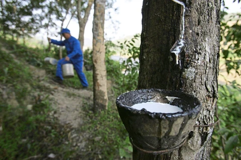Malaysia’s rubber, rubber product exports hit nearly 8 billion USD last year