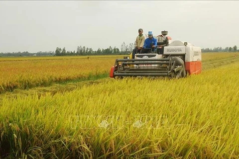 Norway funds Vietnam’s hybrid rice farming for climate change adaptation