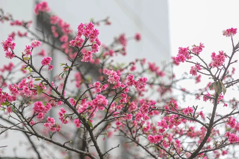 More cherry blossom trees planted in Hanoi park