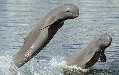 Cambodia strives to save endangered Irrawaddy dolphins in Mekong River