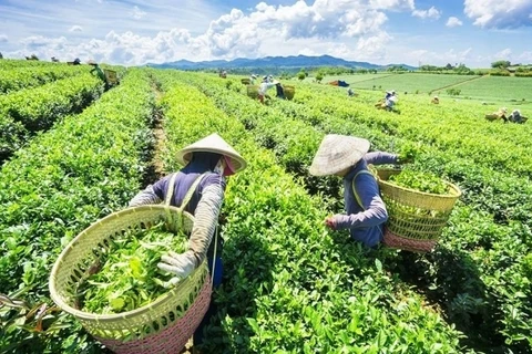 Tea export value to China skyrockets