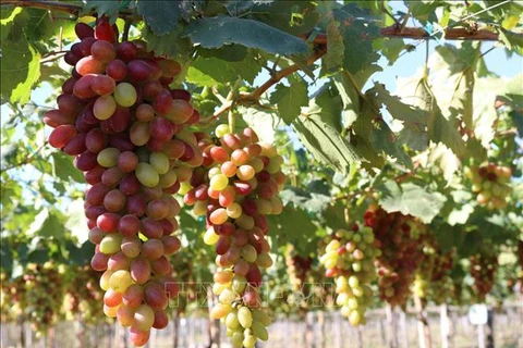 Ninh Thuan grape and wine festival 2023 to be held in June