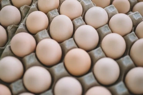Indonesia to export eggs to Singapore