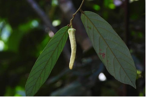 Thailand discovers new rare plant species 