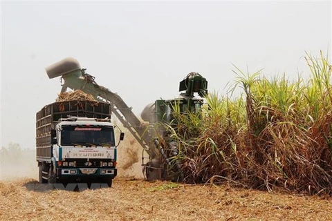 Thailand’s sugar cane output lower than expected