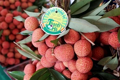 Hai Duong province works to ensure smooth lychee sales