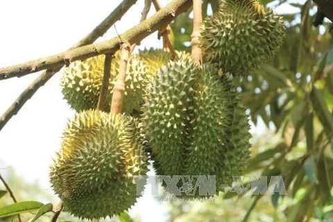 Vietnam’s Ri6 durian now available in UK