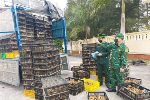 Ministries, agencies, localities urged to curb cross-border poultry smuggling