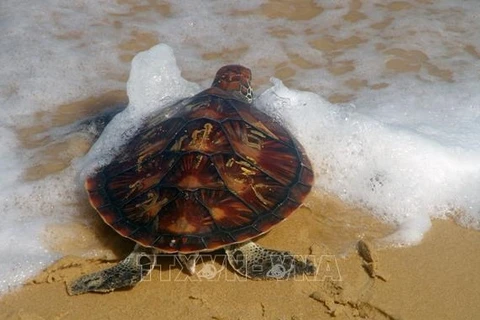 Endangered turtle released back to sea in Mekong Delta region