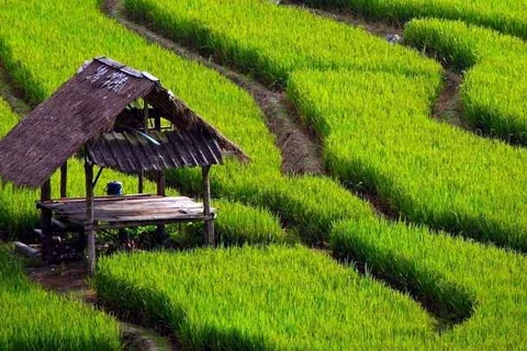 Indonesia prioritises modern, sustainable agriculture 