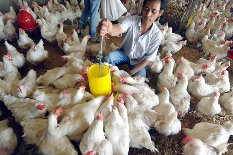 Indonesia exports live chickens to Singapore for first time