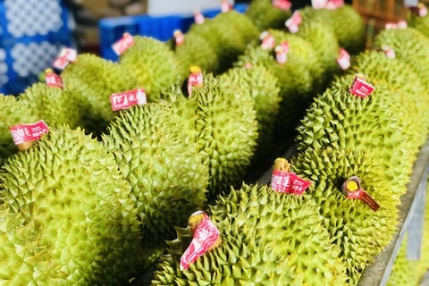Vietnamese durian gets more farming area codes for export to China