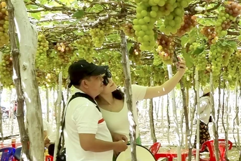 Ninh Thuan province develops grape eco-system