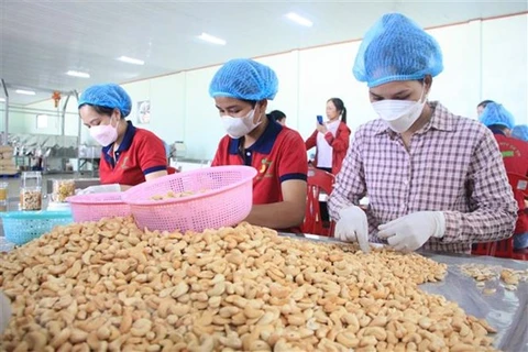 Binh Phuoc’s cashew nuts recognised 5-star OCOP product