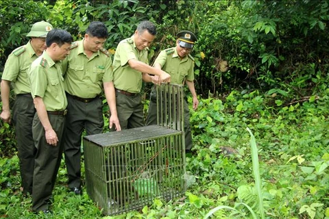 Ten monkeys released into the wild at Bai Tu Long National Park
