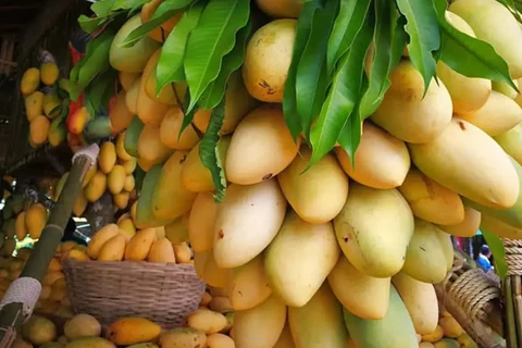 Philippines to export fresh mangoes to Australia 