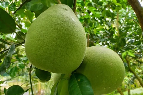 Thailand starts exporting pomelo to US in historic deal