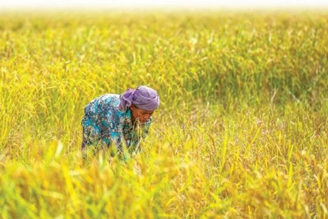 Cambodia posts some 89 million USD in rice exports to China in H1