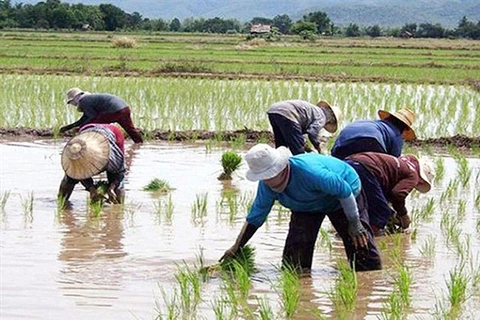 Philippines, WB sign 600 million USD deal for farming modernisation