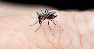 Laos sees strong increase in dengue case number