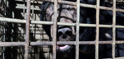 Two captive bears rescued in southern Binh Duong province