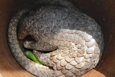  Can Tho: Wild pangolin to be handed over to U Minh Ha national park