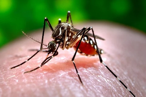 Dengue cases in Laos spike amid continuous rainfall