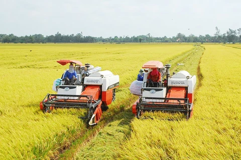 Organic rice farming yields fruits