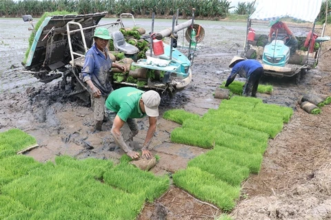 Domestic rice prices on the rise due to greater global demand