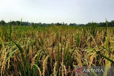 Indonesian Government recommended to maintain rice imports
