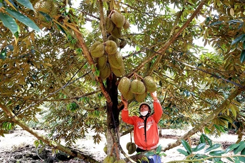 Vietnam needs sustainable development in durian production, consumption