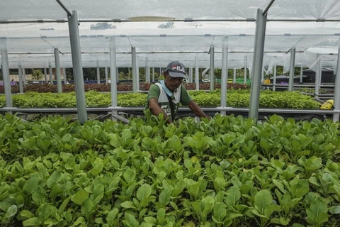 Malaysia implements high-growth, high-value initiative for agriculture
