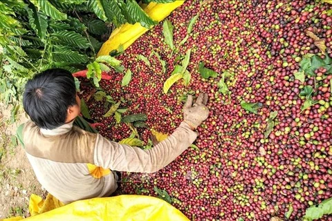 Vietnam's coffee exports to slow down in Q3