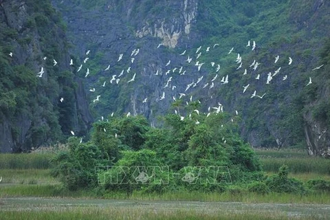  Efforts made to protect wild, migratory birds in Vietnam