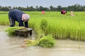 Thailand has enough water to produce second rice crop