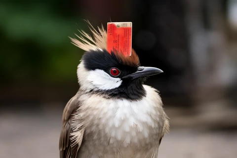 Thailand exerts efforts to protect rare red-whiskered bulbul