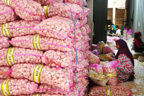 Indonesia to cut 40% garlic imports in 2024