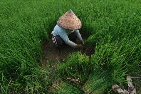 Indonesia targets rice self-sufficiency in 2024