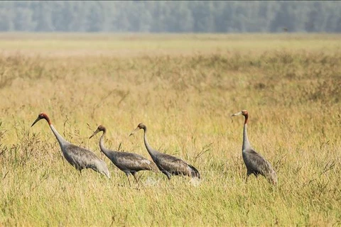 Dong Thap works hard on conserving red-crowned cranes