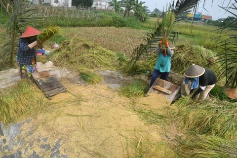 Indonesia’s rice harvest to be delayed next year: Bapanas