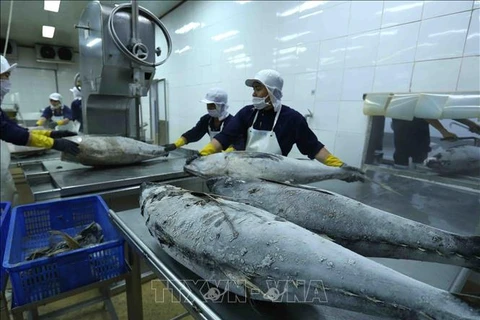 Tuna exports estimated at nearly 700 million USD in 10 months