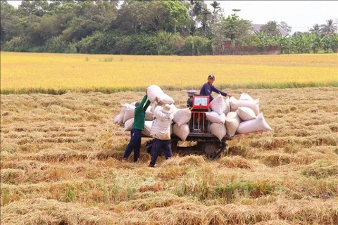 Vietnam’s rice exports hit record high since 1989