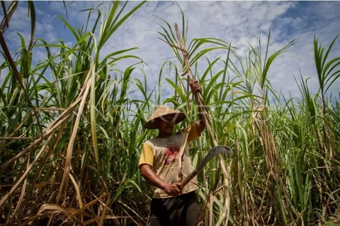 Indonesia prepares 1 mln hectares to construct sugar factories