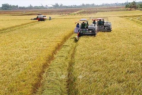 Increasing quality, value of rice shipments to boost exports 