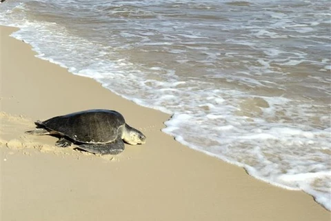 Rare sea turtle rescued in Quang Tri province
